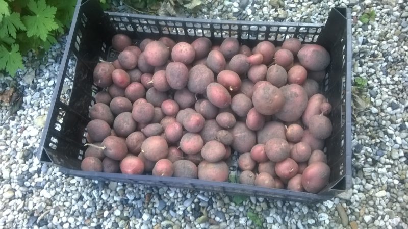 aardappels