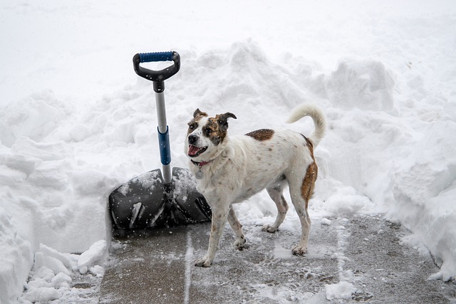 Je bekijkt nu Wintertip: Gladde stoep