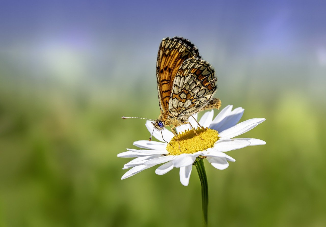 Je bekijkt nu Zoom in deze zomer!