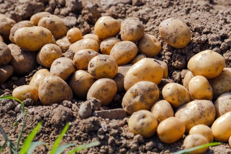Je bekijkt nu Hoe kom je in de patatten?