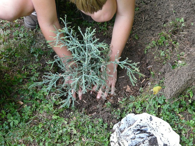 Lees meer over het artikel Groen doen? Plant een boom!