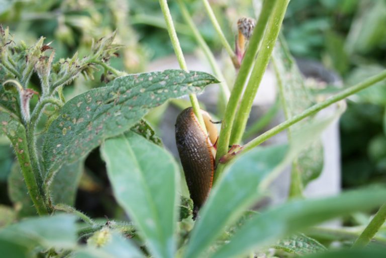 Lees meer over het artikel Slakken, de hel voor elke tuinier.